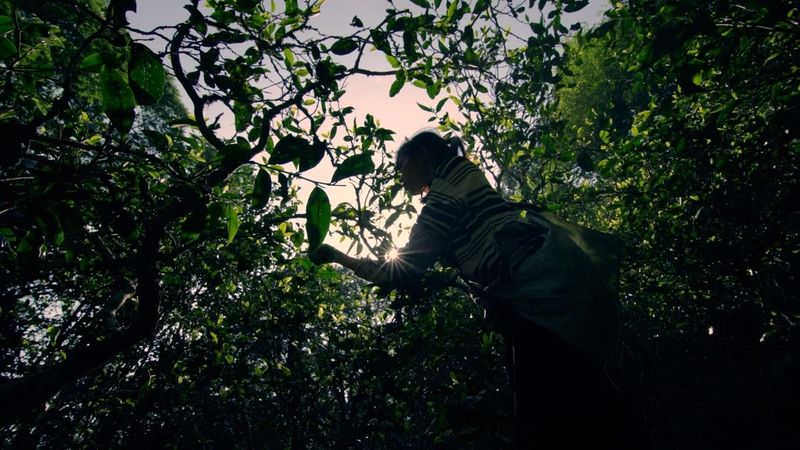 有关于普洱思茅：一方水土养一方茶 探秘老安寨古茶园的相关信息(12)