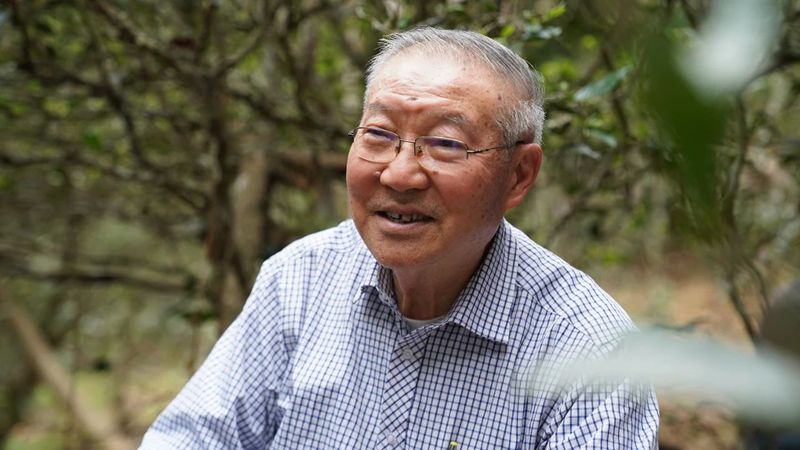 有关于普洱思茅：一方水土养一方茶 探秘老安寨古茶园的相关信息(5)