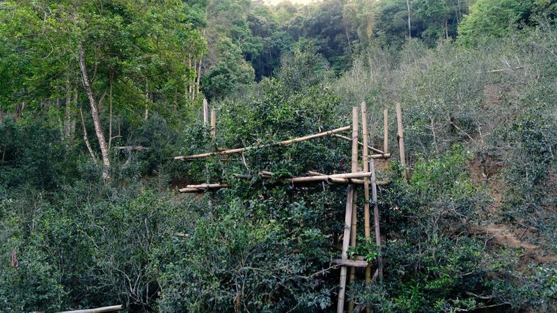 有关于普洱思茅：一方水土养一方茶 探秘老安寨古茶园的相关信息(2)