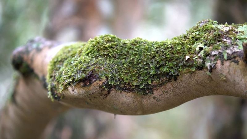 有关于普洱思茅：一方水土养一方茶 探秘老安寨古茶园的相关信息(8)