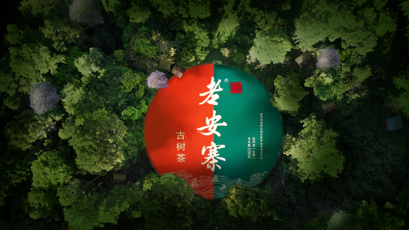 有关于普洱思茅：一方水土养一方茶 探秘老安寨古茶园的相关信息(10)