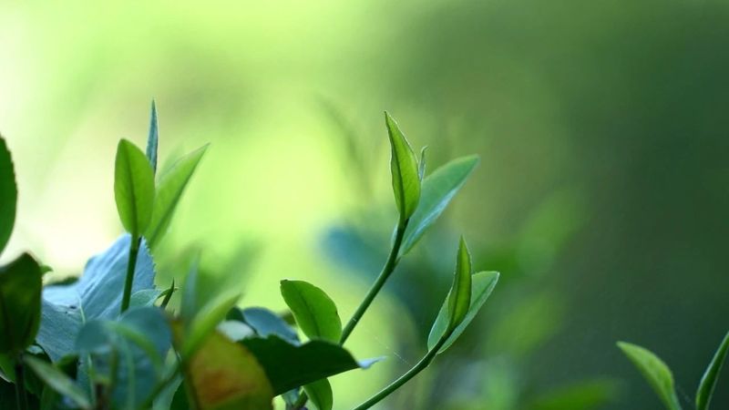 有关于普洱思茅：一方水土养一方茶 探秘老安寨古茶园的相关信息(16)