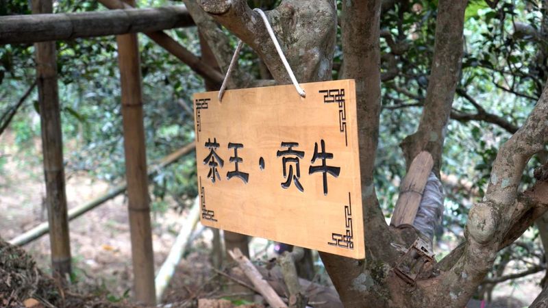 有关于普洱思茅：一方水土养一方茶 探秘老安寨古茶园的相关信息(3)