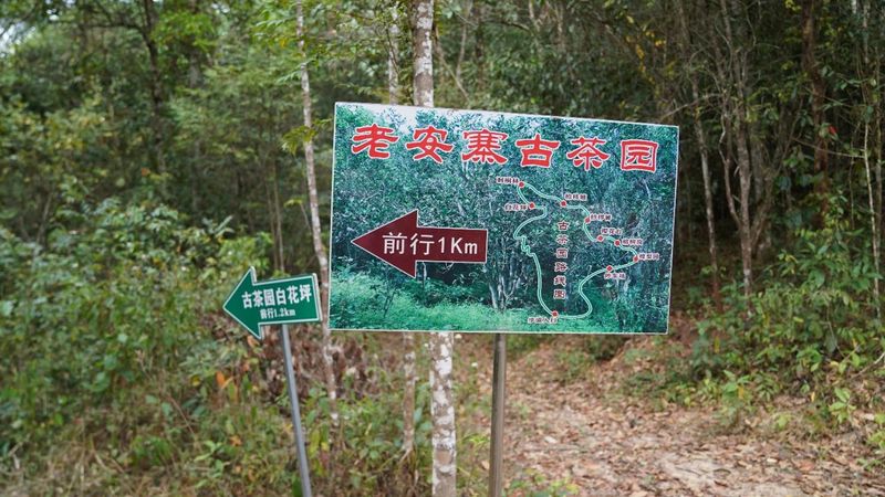 有关于普洱思茅：一方水土养一方茶 探秘老安寨古茶园的相关信息