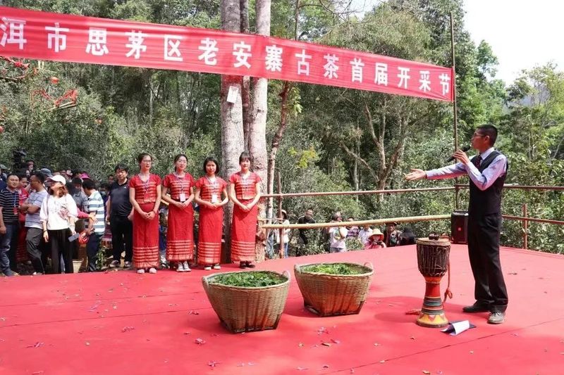 有关于普洱思茅：一方水土养一方茶 探秘老安寨古茶园的相关信息(11)