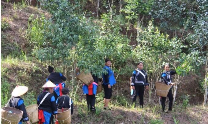 有关于江城县国庆乡老余寨举行2023年春茶开采活动的资讯(1)