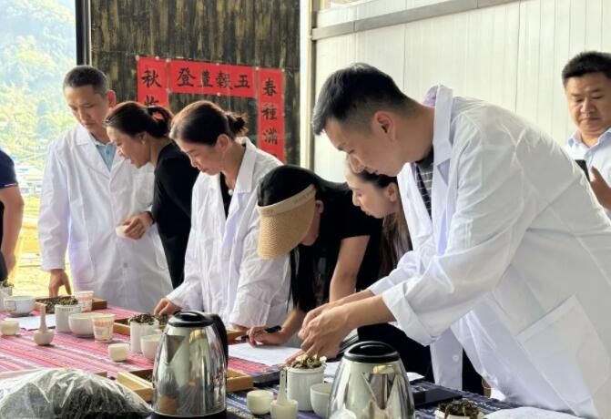 有关于江城县国庆乡老余寨举行2023年春茶开采活动的资讯(3)