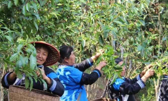 有关于江城县国庆乡老余寨举行2023年春茶开采活动的资讯(2)