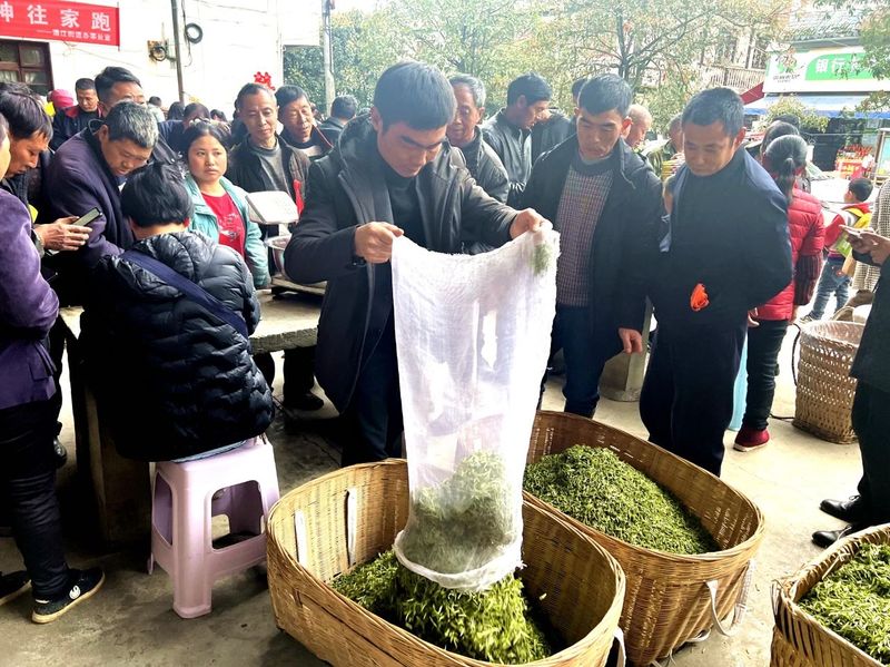 关于春茶上市,湄潭县湄江茶青市场交易忙的内容(3)