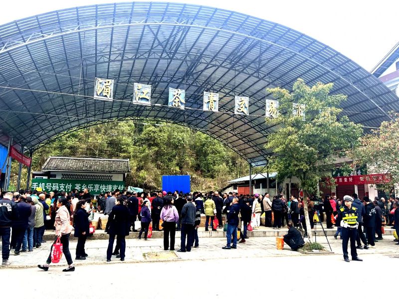 关于春茶上市,湄潭县湄江茶青市场交易忙的内容