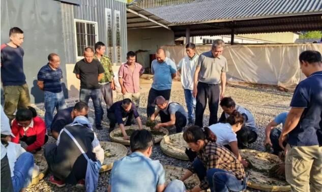 有关于江城各地开展茶叶技能培训 助力茶产业提质增效的信息(1)