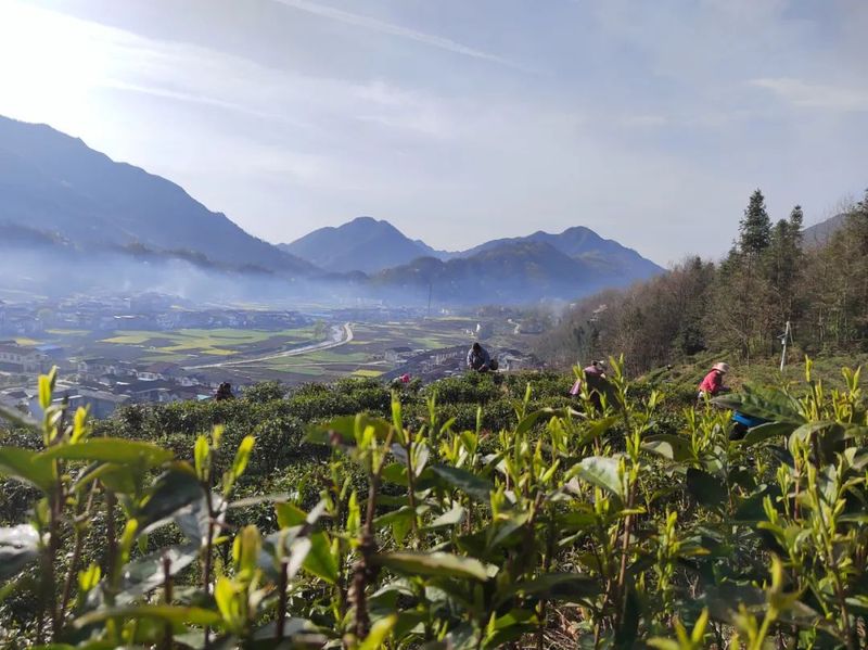 有关于开采!春暖茶飘香 秦巴山区采茶忙的相关信息