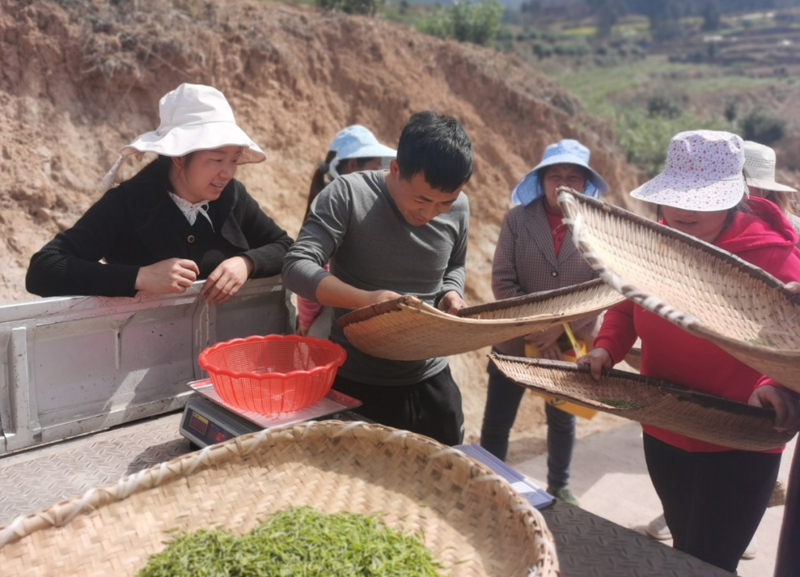 有关于开采!春暖茶飘香 秦巴山区采茶忙的相关信息(4)
