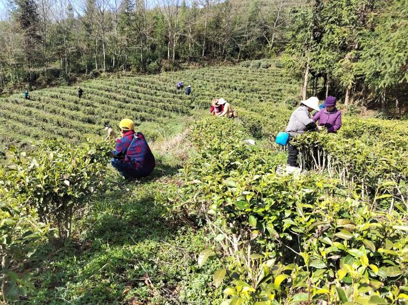 有关于开采!春暖茶飘香 秦巴山区采茶忙的相关信息(1)