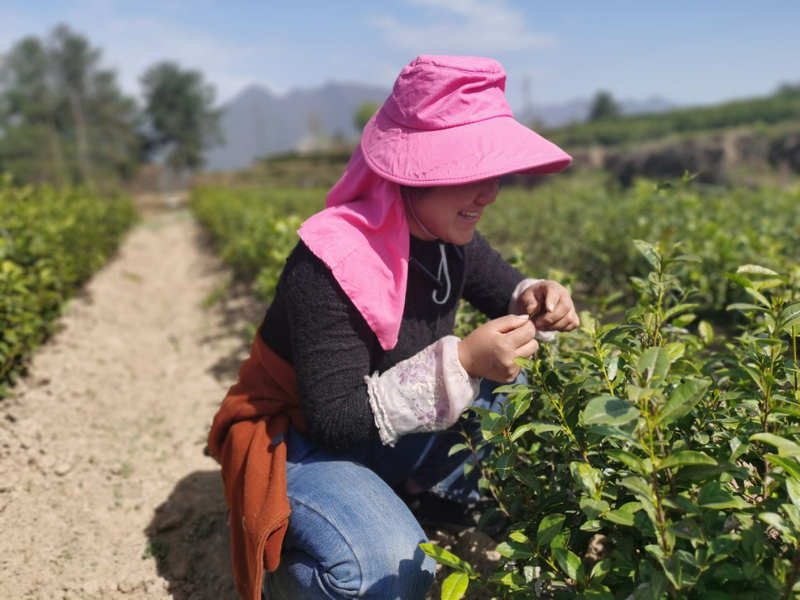 有关于开采!春暖茶飘香 秦巴山区采茶忙的相关信息(3)