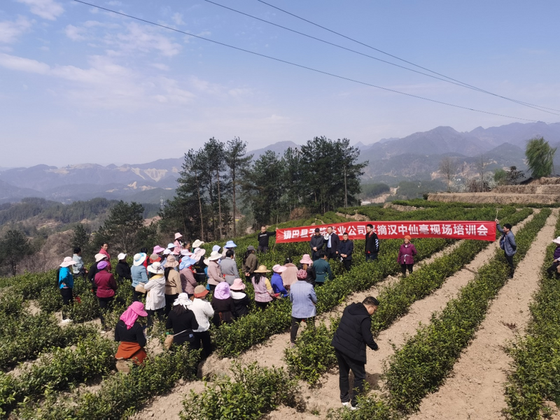 有关于开采!春暖茶飘香 秦巴山区采茶忙的相关信息(2)