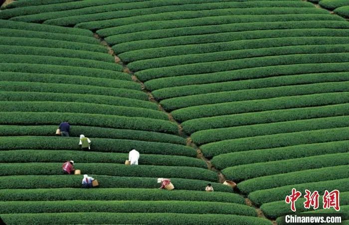 关于浙江成立保护发展联盟 以茶为媒打造“非遗茶生活”的消息(1)