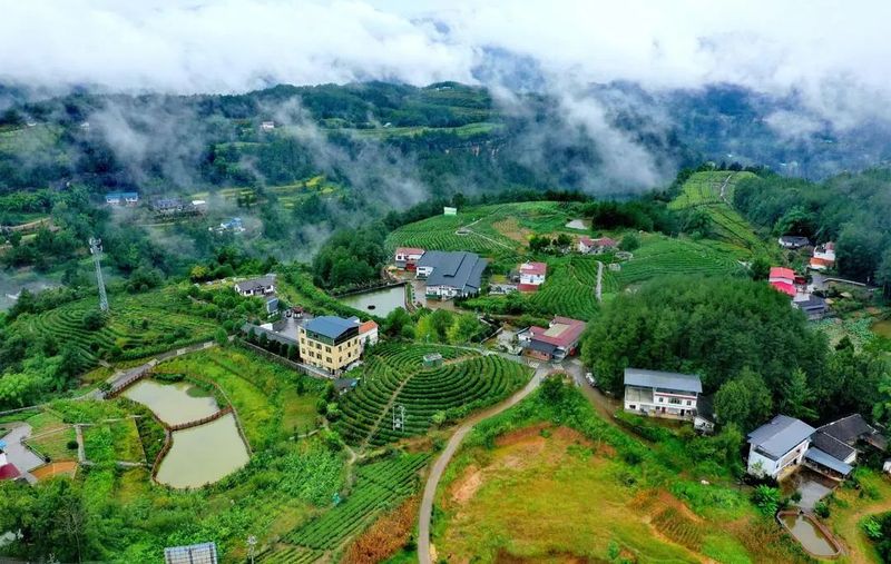 有关于旺苍 “三向发力”助力“茶叶”变“茶业”的资讯(9)