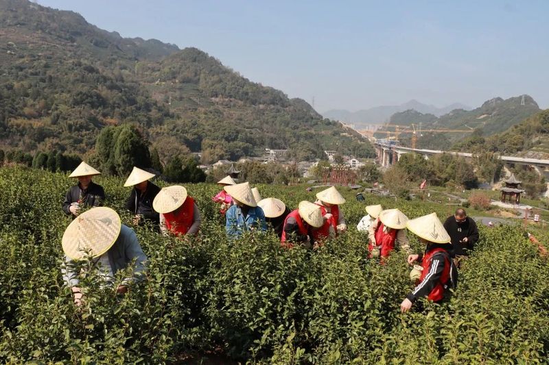 关于春光攥手里，时间抢回来，志愿助农采茶忙的消息(1)