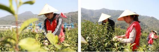 关于春光攥手里，时间抢回来，志愿助农采茶忙的消息(2)