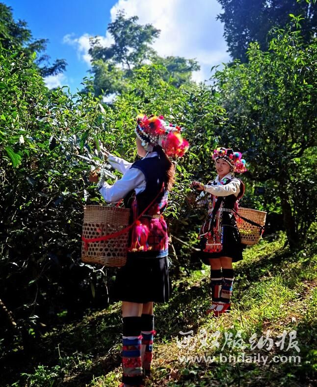 有关于半坡老寨：茶王树下兴茶业的相关内容