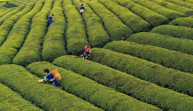 关于松桃:三月春光好 春茶采摘忙的内容(1)