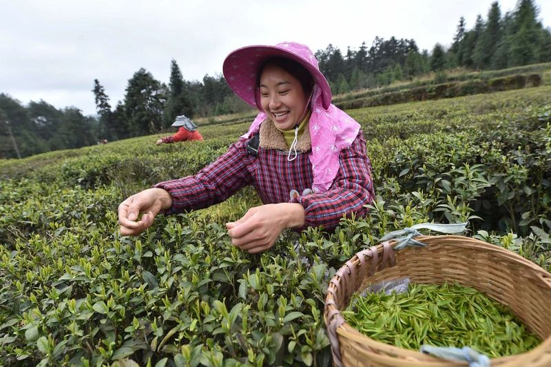 关于松桃:三月春光好 春茶采摘忙的内容