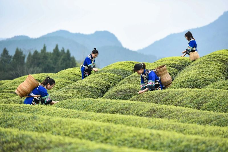 关于松桃:三月春光好 春茶采摘忙的内容(2)