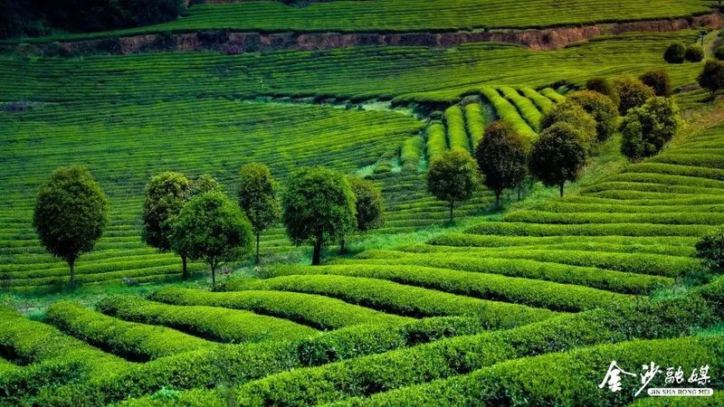 有关于春茶吐新绿!金沙30万亩茶园迎来春茶采摘季的信息(4)