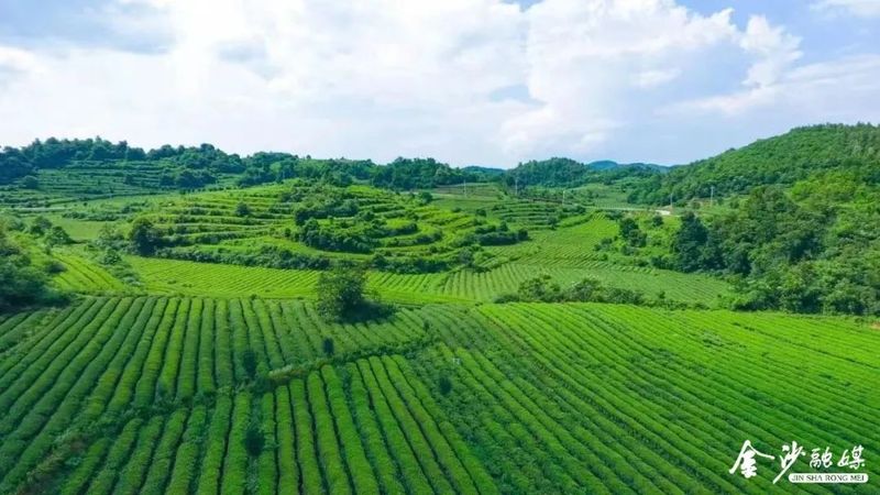 有关于春茶吐新绿!金沙30万亩茶园迎来春茶采摘季的信息(5)