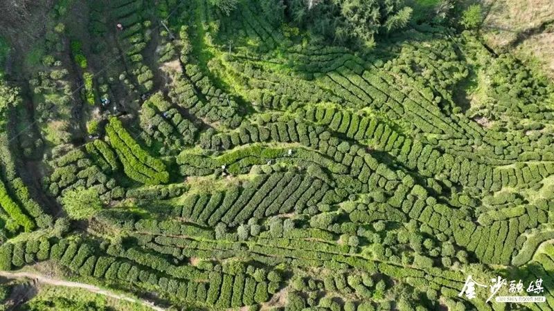 有关于春茶吐新绿!金沙30万亩茶园迎来春茶采摘季的信息(3)