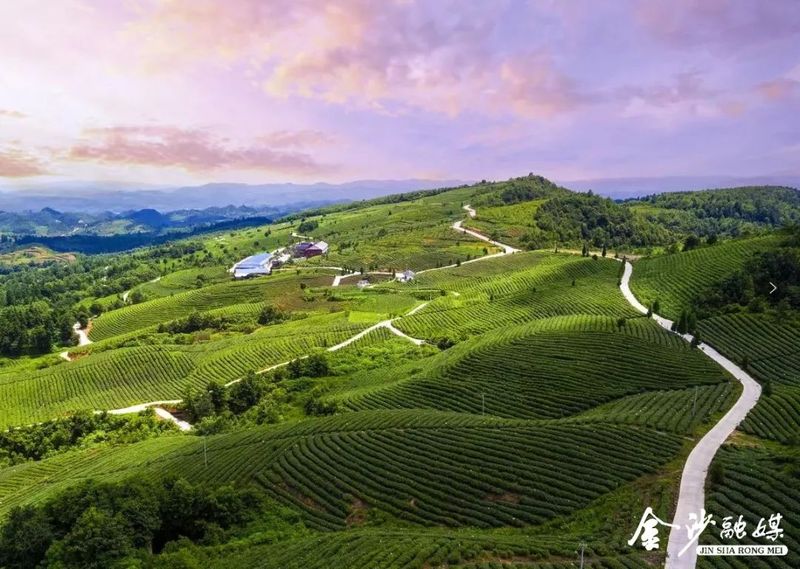 有关于春茶吐新绿!金沙30万亩茶园迎来春茶采摘季的信息(6)