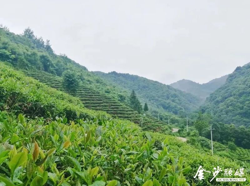 有关于春茶吐新绿!金沙30万亩茶园迎来春茶采摘季的信息