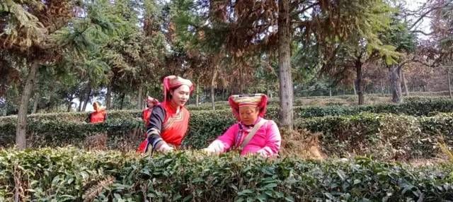 有关于头春茶受宠，湘西州春茶预购额已达10亿元的内容(2)