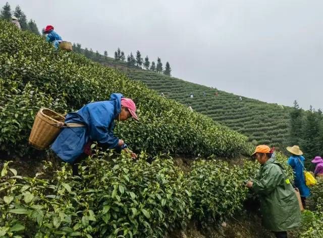有关于头春茶受宠，湘西州春茶预购额已达10亿元的内容(4)