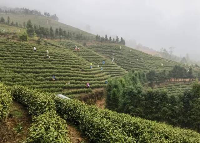 有关于头春茶受宠，湘西州春茶预购额已达10亿元的内容(3)