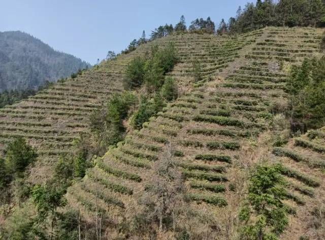 有关于头春茶受宠，湘西州春茶预购额已达10亿元的内容(1)