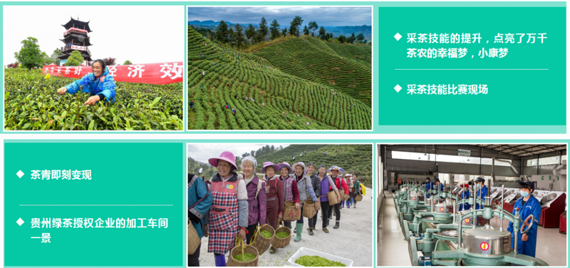有关于“贵州绿茶制茶师”跻身贵州省首批省级优秀区域劳务品牌十强行列的消息(7)