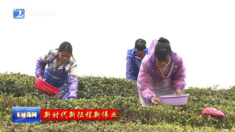 有关于玉林：春茶采收抢鲜上市 茶产业赋能乡村振兴的新闻(5)