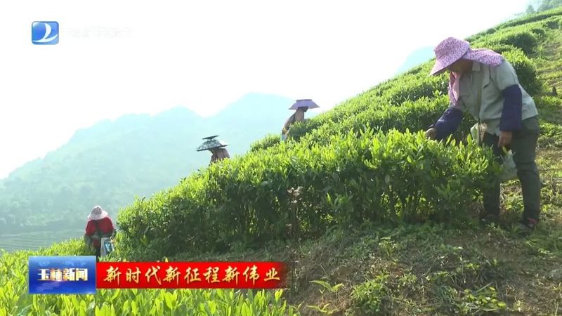 有关于玉林：春茶采收抢鲜上市 茶产业赋能乡村振兴的新闻(6)