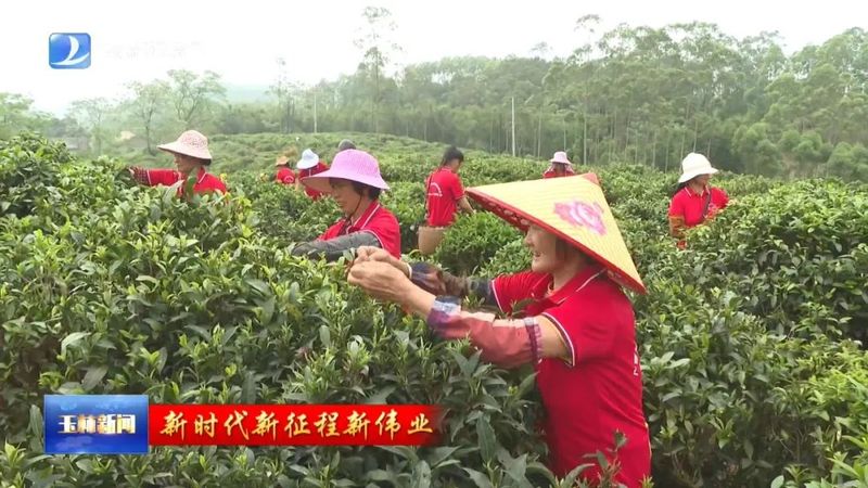 有关于玉林：春茶采收抢鲜上市 茶产业赋能乡村振兴的新闻(1)
