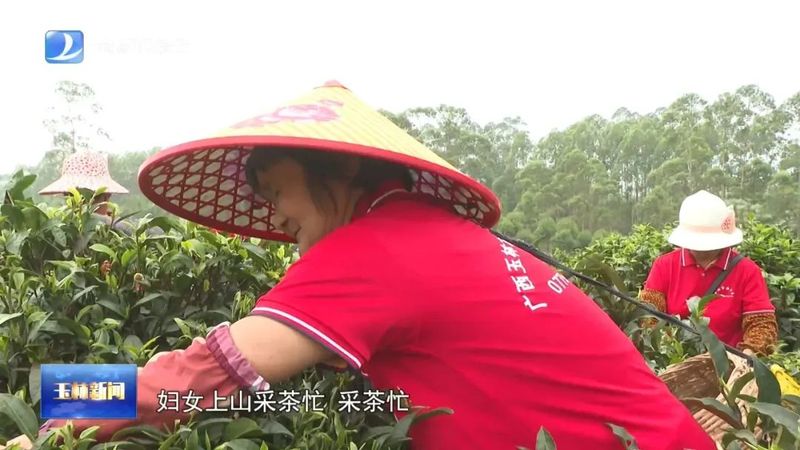 有关于玉林：春茶采收抢鲜上市 茶产业赋能乡村振兴的新闻