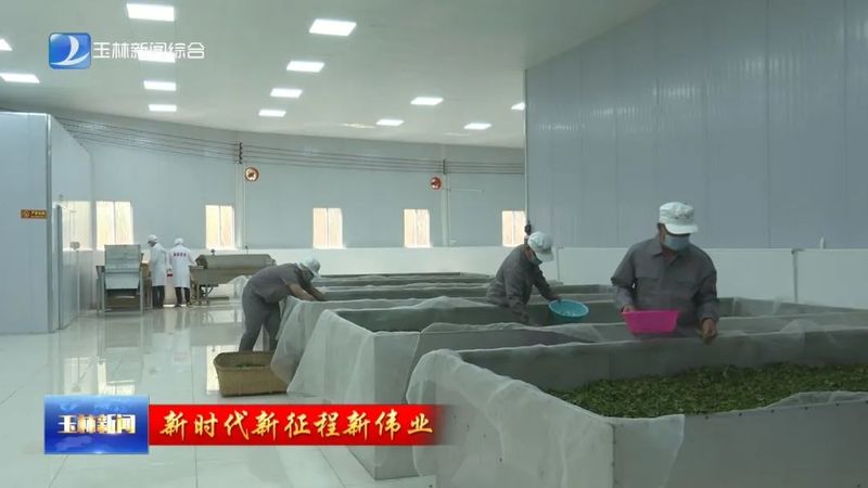 有关于玉林：春茶采收抢鲜上市 茶产业赋能乡村振兴的新闻(3)