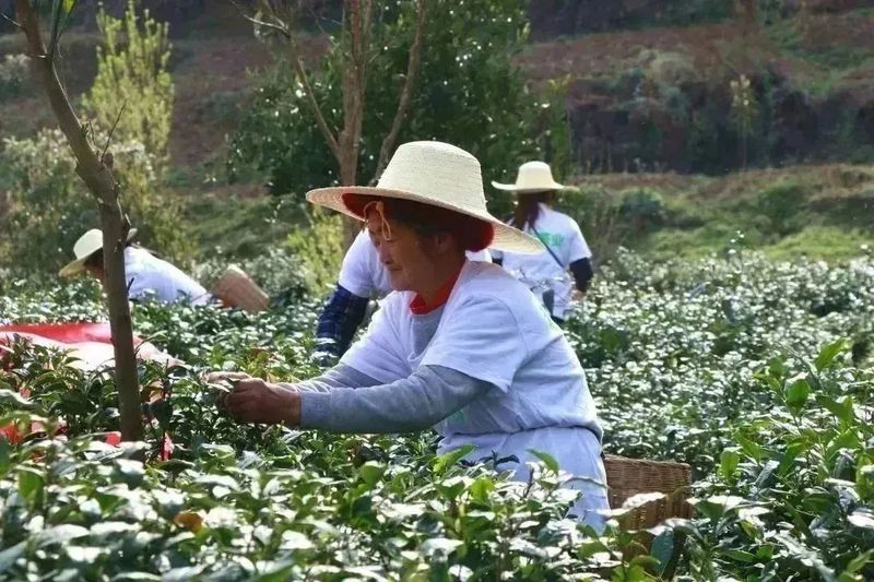 关于秀美洄水湾 悠悠贡茶情——洄水镇举行春茶开园节活动的最新消息(2)