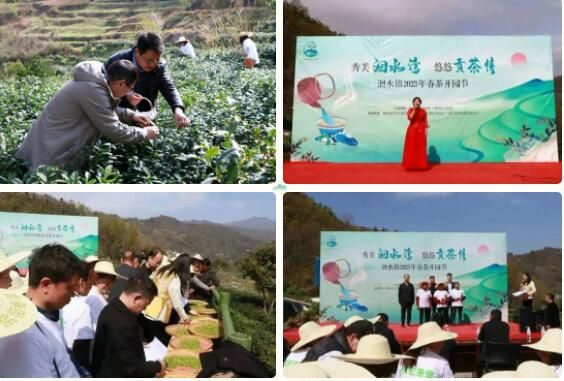 关于秀美洄水湾 悠悠贡茶情——洄水镇举行春茶开园节活动的最新消息(3)