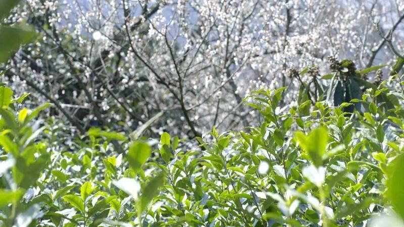 有关于吴中：一叶碧螺春的振兴路的资讯(6)