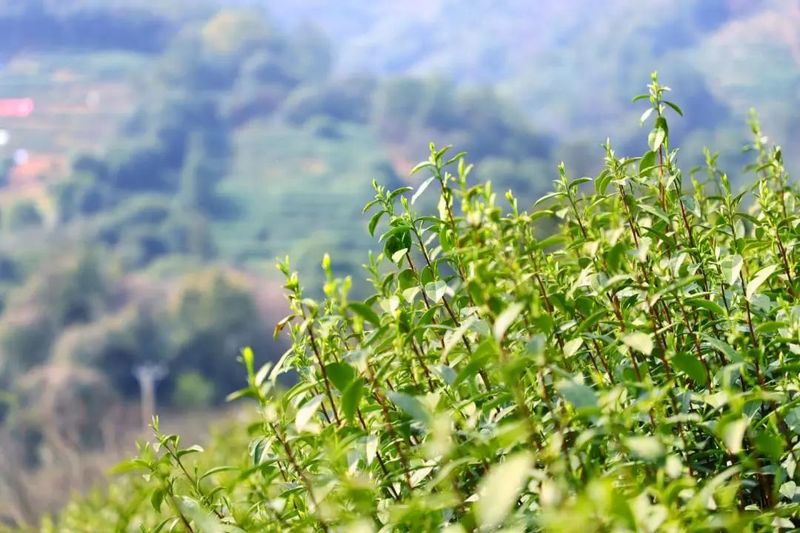 有关于吴中：一叶碧螺春的振兴路的资讯(16)