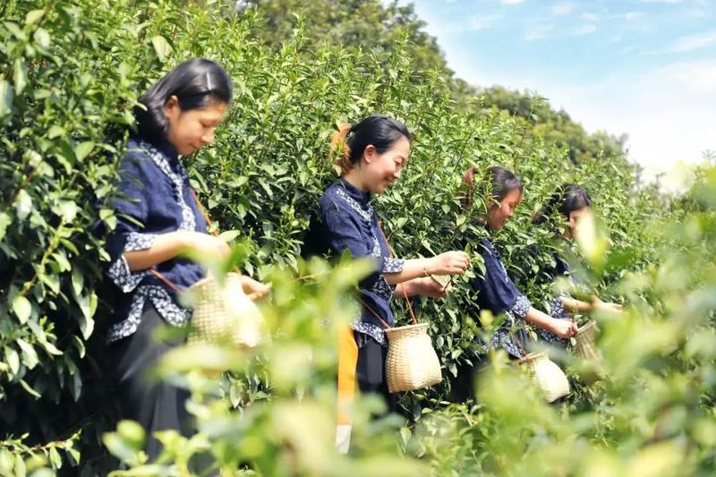 有关于吴中：一叶碧螺春的振兴路的资讯(11)