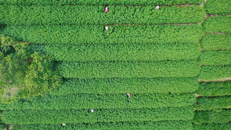 有关于吴中：一叶碧螺春的振兴路的资讯(7)