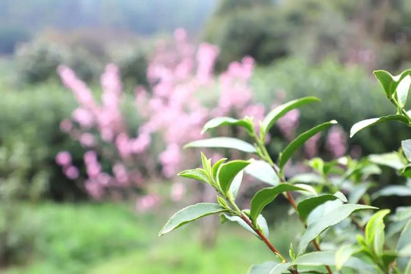 有关于吴中：一叶碧螺春的振兴路的资讯(3)
